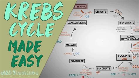 krebs cycle animation